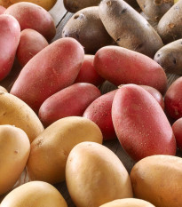 Sadbové brambory - 4 druhy - doba zrání - Solanum tuberosum - sadba - 12 ks