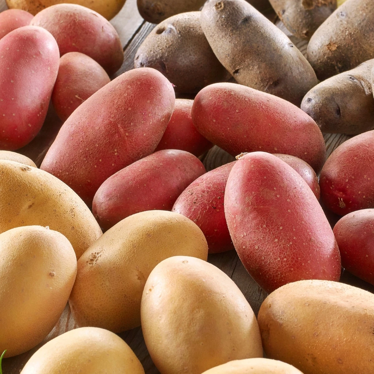 Sadbové brambory - 4 druhy - doba zrání - Solanum tuberosum - sadba - 12 ks