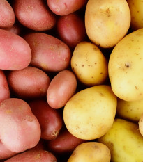 Sadbové brambory - 4 druhy - grilovací - Solanum tuberosum - sadba - 12 ks