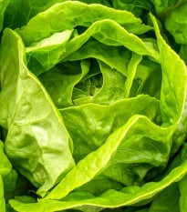 Salát hlávkový Smaragd - Lactuca sativa - osivo salátu - 400 ks
