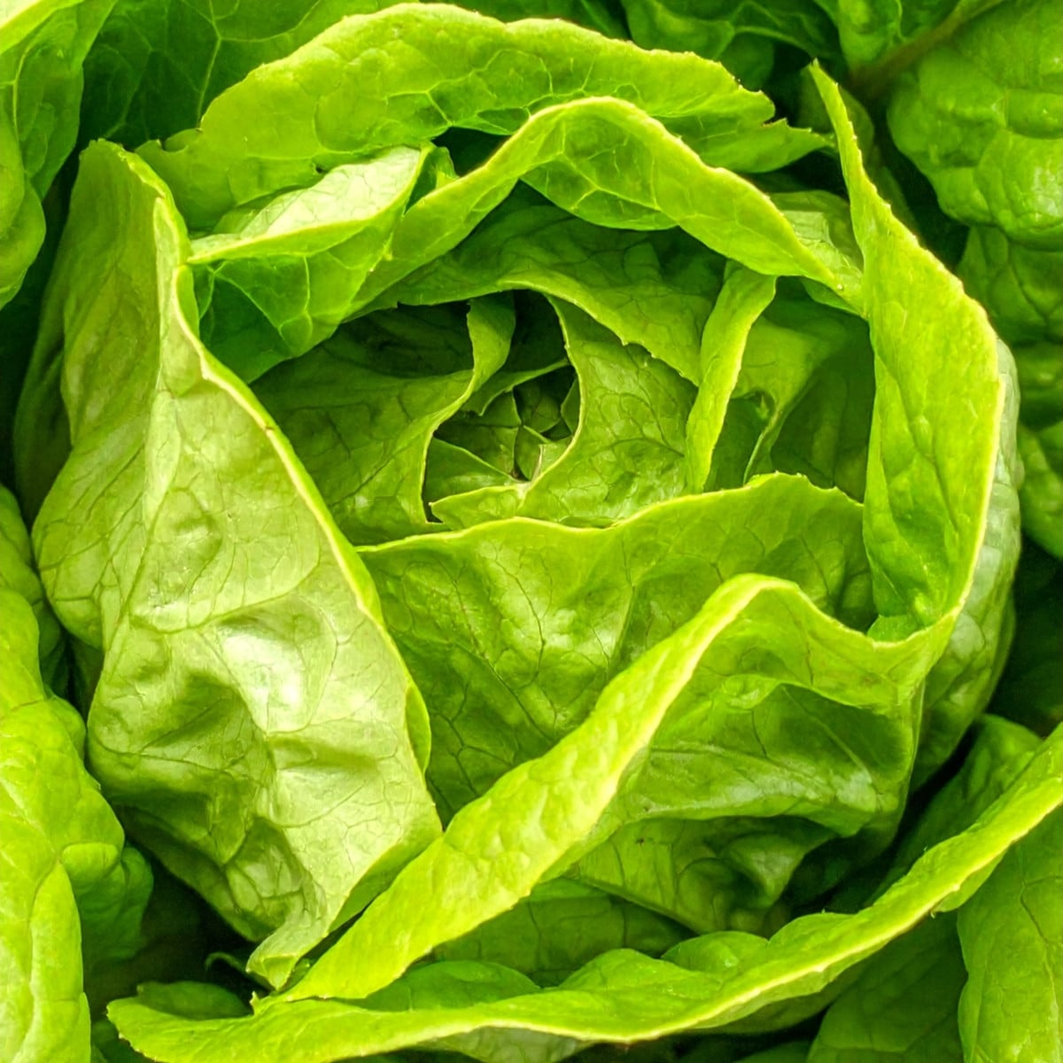 Salát hlávkový Smaragd - Lactuca sativa - osivo salátu - 400 ks