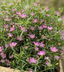 Šáter zední Garden Bride - Gypsophila muralis - osivo šáteru - 150 ks