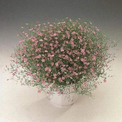 Šáter zední Garden Bride - Gypsophila muralis - osivo šáteru - 150 ks