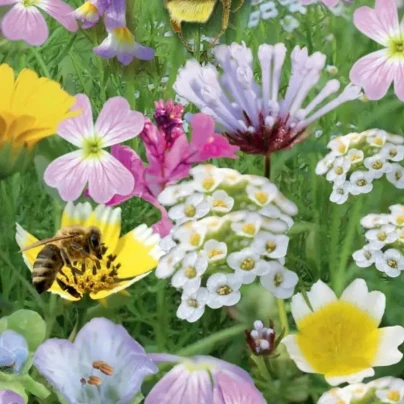 Květinový balkon - Ráj opylovačů - Sperli - 1 ks