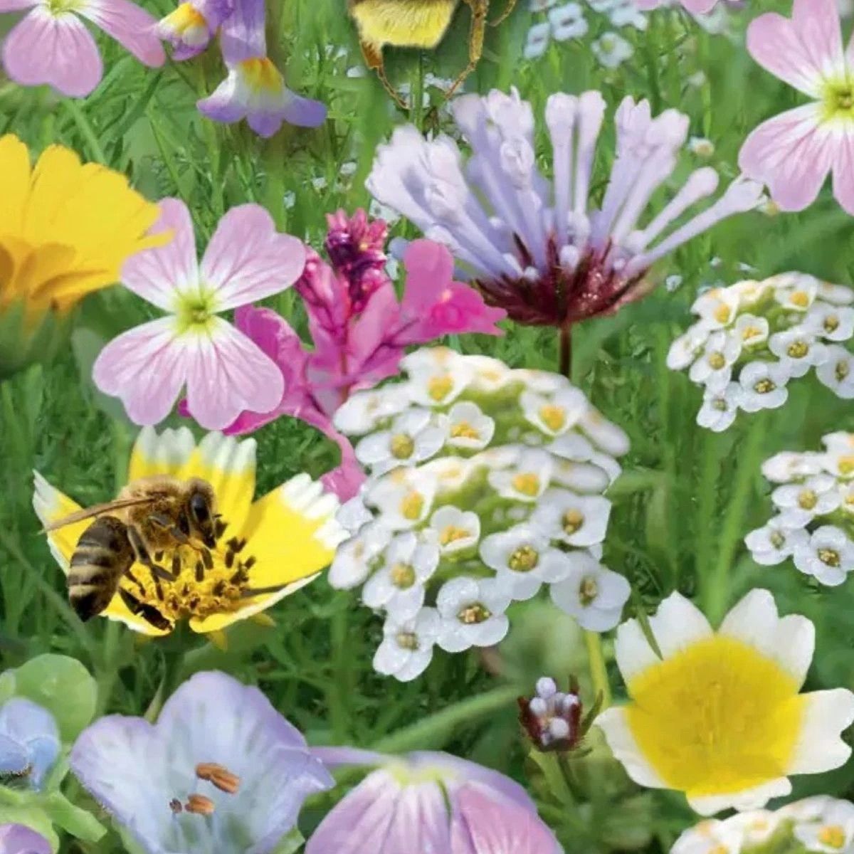 Květinový balkon - Ráj opylovačů - Sperli - 1 ks