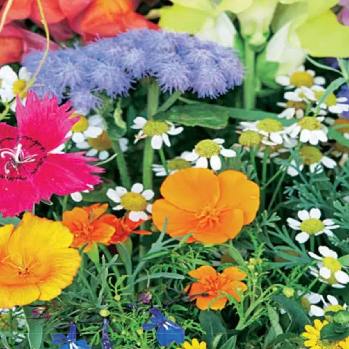 Balkónový květinový sen - Sperli - 1 ks