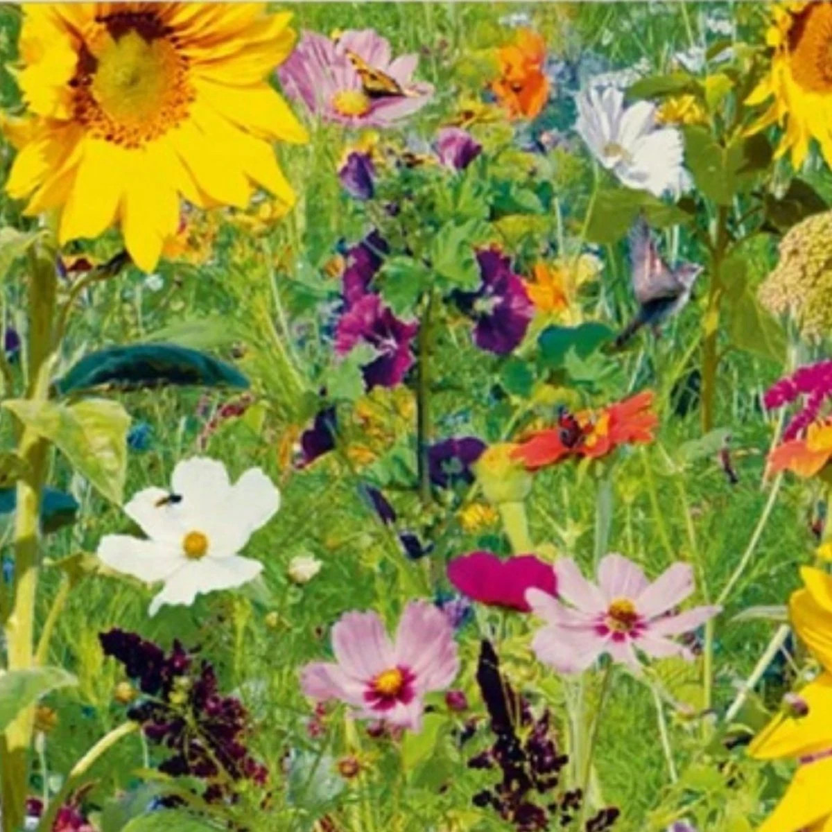 Květinová směs - Ptačí ostrov - Sperli - 1 ks