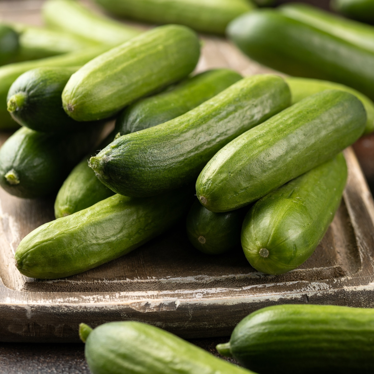Mini okurka salátová La Diva - Cucumis sativus - osivo okurky - 8 ks
