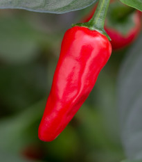 Chilli Apache F1 - Capsicum annuum - osivo chilli - 5 ks
