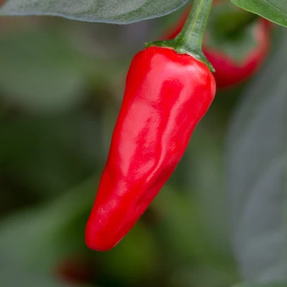 Chilli Apache F1 - Capsicum annuum - osivo chilli - 5 ks