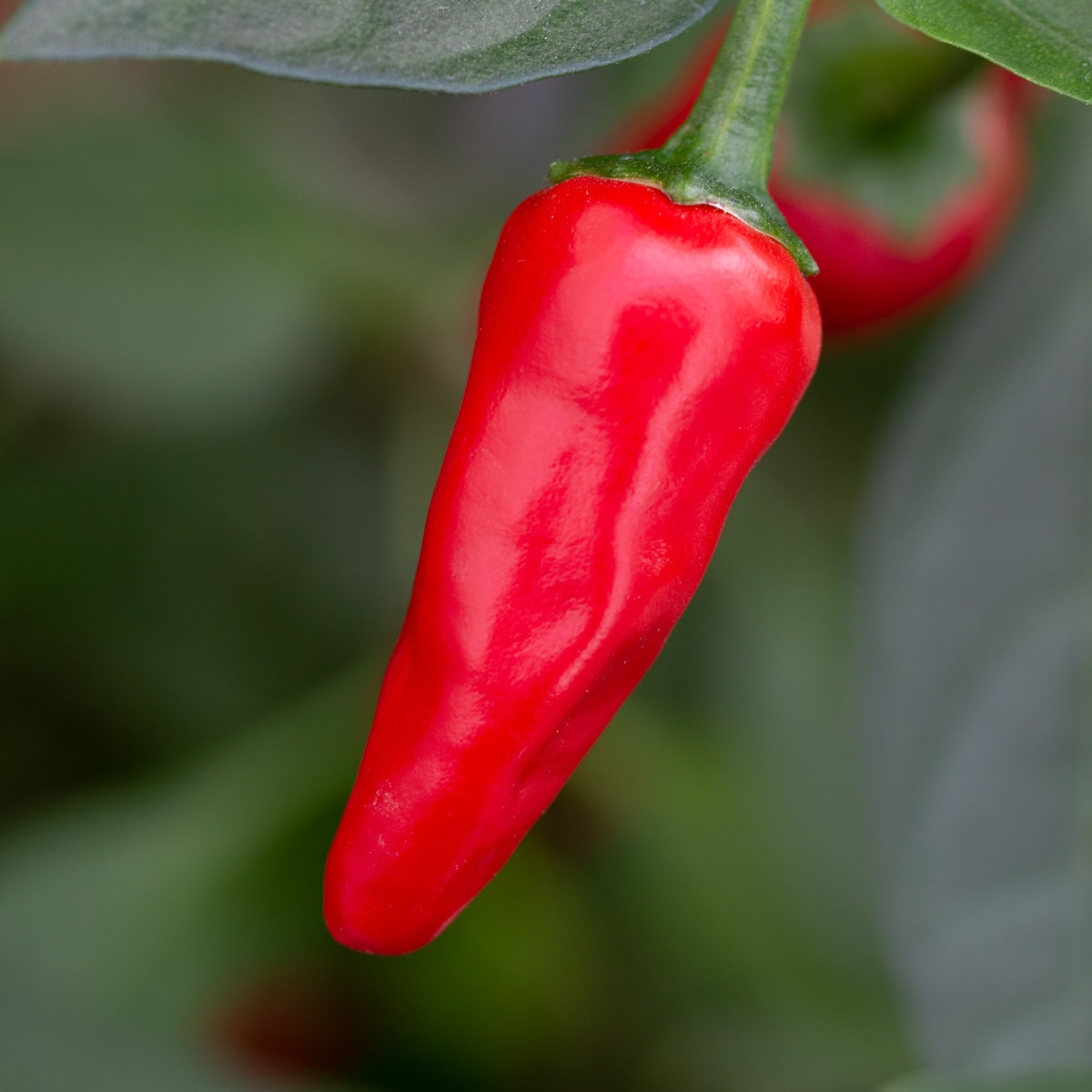 Chilli Apache F1 - Capsicum annuum - osivo chilli - 5 ks