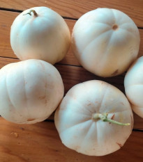 Meloun cukrový Kiku - Cucumis melo - osivo melounu - 6 ks