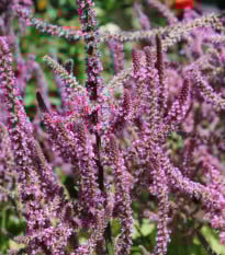 Limonka Suworova růžová - Limonium suworowii - osivo limonky - 600 ks