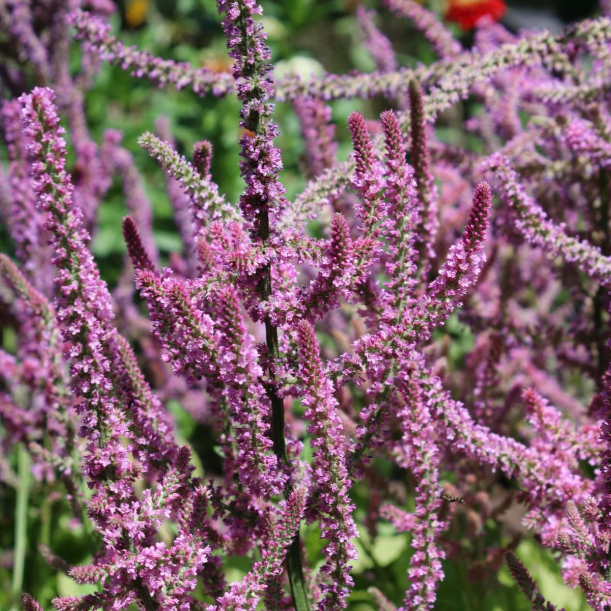 Limonka Suworova růžová - Limonium suworowii - osivo limonky - 600 ks