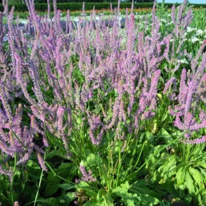 Limonka Suworova růžová - Limonium suworowii - osivo limonky - 600 ks