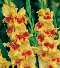 Gladiol Jester - Gladiolus - hlízy gladiol - 3 ks