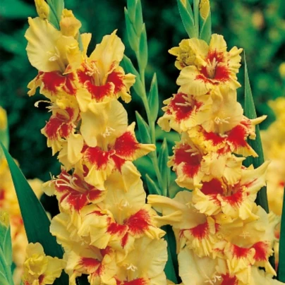 Gladiol Jester - Gladiolus - hlízy gladiol - 3 ks