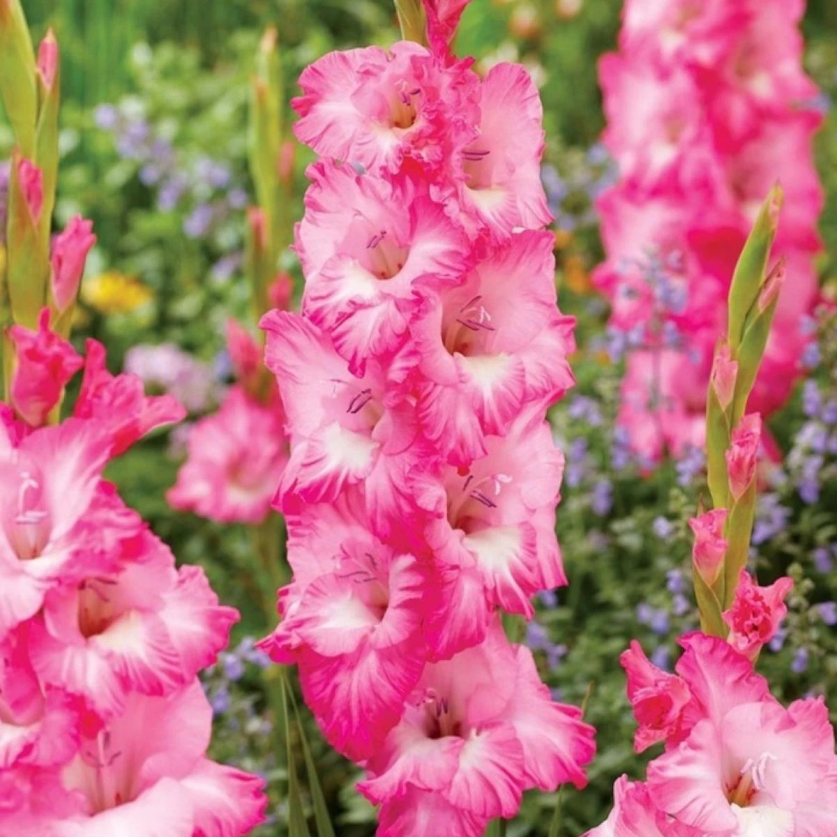 Gladiol Violet King - Gladiolus - hlízy gladiol - 3 ks