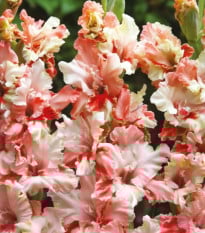 Gladiol Mindset - Gladiolus - hlízy gladiol - 3 ks
