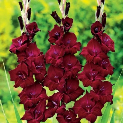 Gladiol At Night - Gladiolus - hlízy gladiol - 3 ks