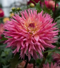 Jiřinka Nenekazi - Dahlia - hlízy jiřinek - 1 ks