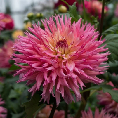 Jiřinka Nenekazi - Dahlia - hlízy jiřinek - 1 ks