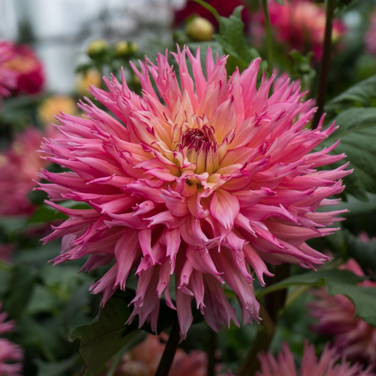 Jiřinka Nenekazi - Dahlia - hlízy jiřinek - 1 ks