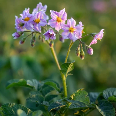 Brambory Jubila F1 - Solanum tuberosum - osivo brambor - 1 ks