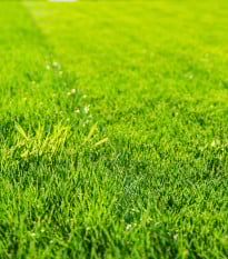 Trávník pro suchá stanoviště Premium - osivo Kiepenkerl - směs - 25 g