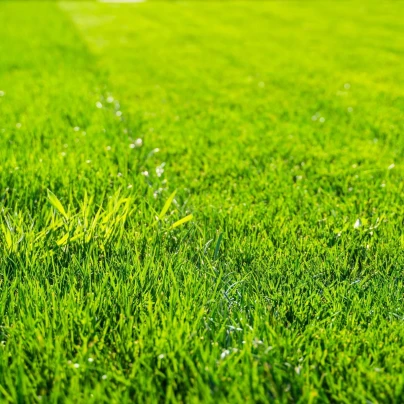 Trávník pro suchá stanoviště Premium - osivo Kiepenkerl - směs - 25 g