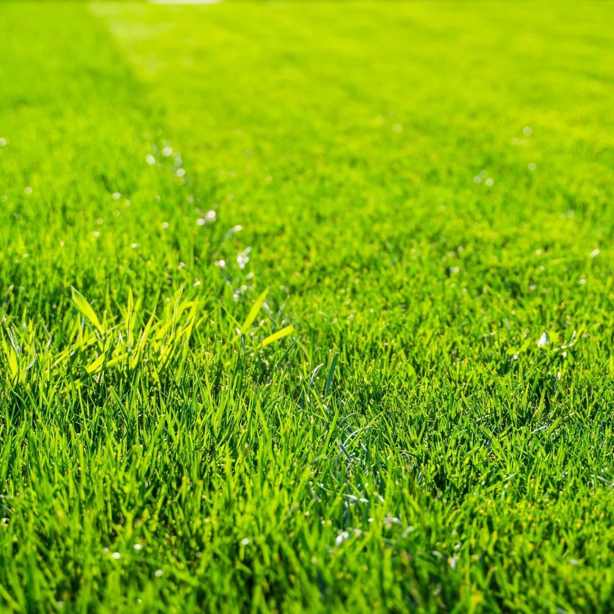 Trávník pro suchá stanoviště Premium - osivo Kiepenkerl - směs - 25 g