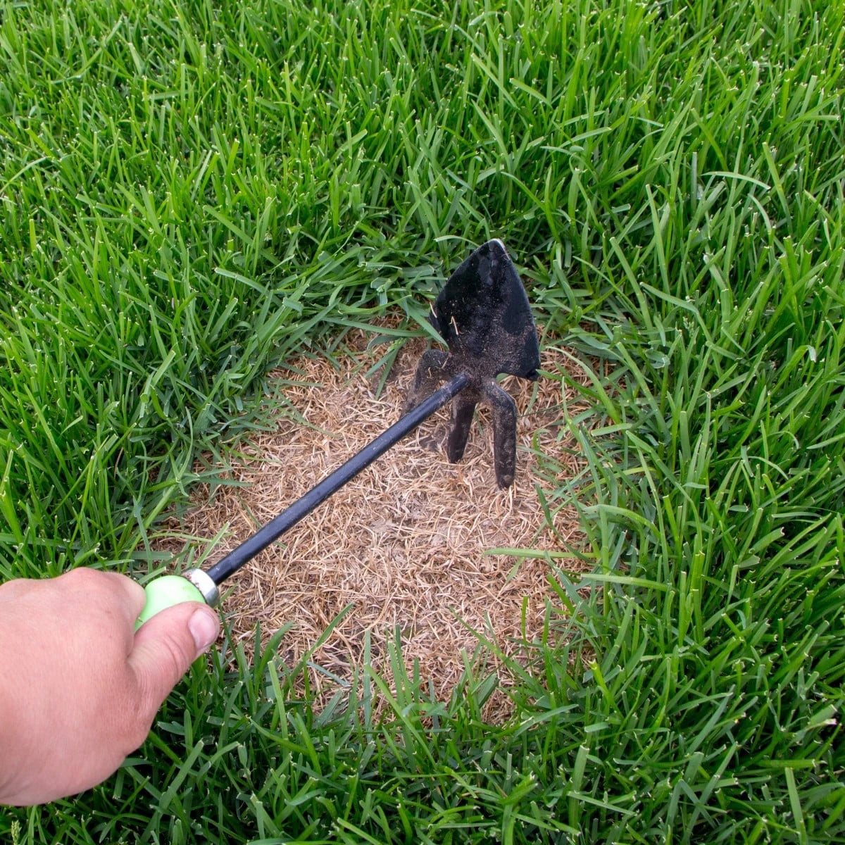 Trávník pro dosev Premium - osivo Kiepenkerl - směs - 25 g