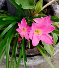 Dešťová lilie růžová - Zephyrantes candida - cibulky lilie - 3 ks