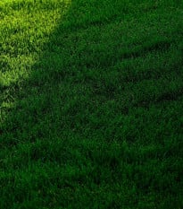 Trávník pro stinná stanoviště Premium - osivo Kiepenkerl - směs - 25 g