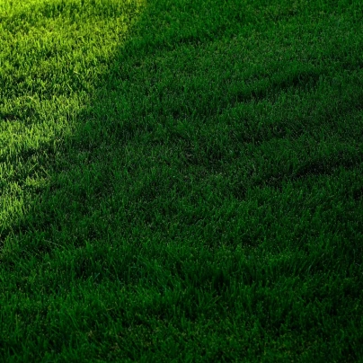 Trávník pro stinná stanoviště Premium - osivo Kiepenkerl - směs - 25 g