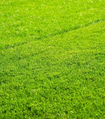 Trávník pro suchá stanoviště Premium Profi Line - osivo Kiepenkerl - směs - 1 kg