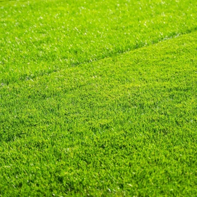 Trávník pro suchá stanoviště Premium Profi Line - osivo Kiepenkerl - směs - 1 kg