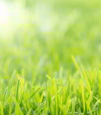 Trávník pro suchá stanoviště Premium Profi Line - osivo Kiepenkerl - směs - 10 kg