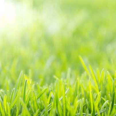 Trávník pro suchá stanoviště Premium Profi Line - osivo Kiepenkerl - směs - 10 kg