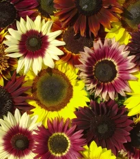 Slunečnice Formular Mix F1 - Helianthus annuus - osivo slunečnice - 6 ks