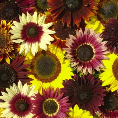 Slunečnice Formular Mix F1 - Helianthus annuus - osivo slunečnice - 6 ks