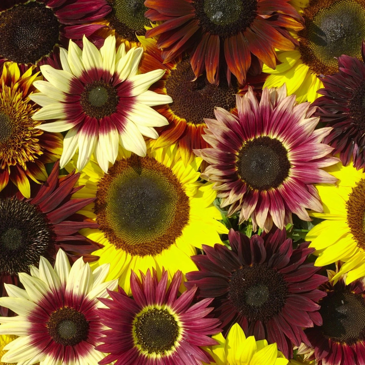 Slunečnice Formular Mix F1 - Helianthus annuus - osivo slunečnice - 6 ks