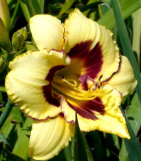 Denivka El Desperado - Hemerocallis - hlízy denivky - 1 ks