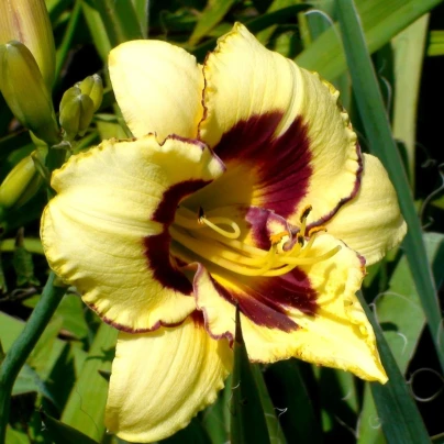 Denivka El Desperado - Hemerocallis - hlízy denivky - 1 ks