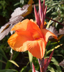 Dosna Durban - Canna - hlízy dosny - 1 ks