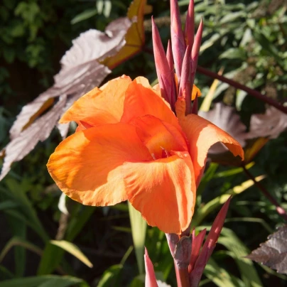 Dosna Durban - Canna - hlízy dosny - 1 ks