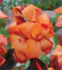 Dosna Panache Black - Canna - hlízy dosny - 1 ks