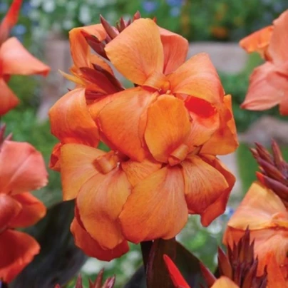 Dosna Panache Black - Canna - hlízy dosny - 1 ks