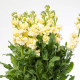 Fiala Cinderella Yellow - Matthiola incana - osivo fialy - 40 ks