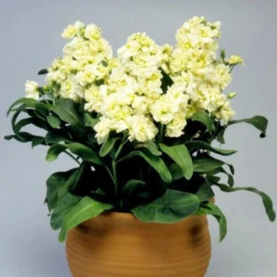 Fiala Cinderella Yellow - Matthiola incana - osivo fialy - 40 ks